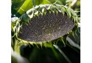 Сирена - Семена подсолнечника (класс Эконом), 150 000 семян, May Agro Seed Турция фото, цена